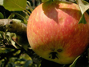 Äpfel