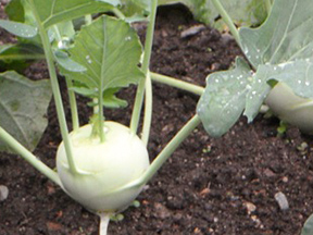 Kohlrabi